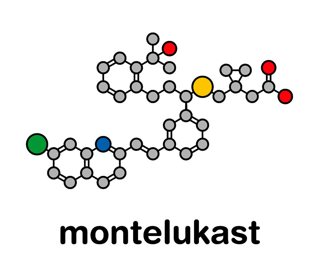 Montelukast asthma and airway allergy drug, molecular model
