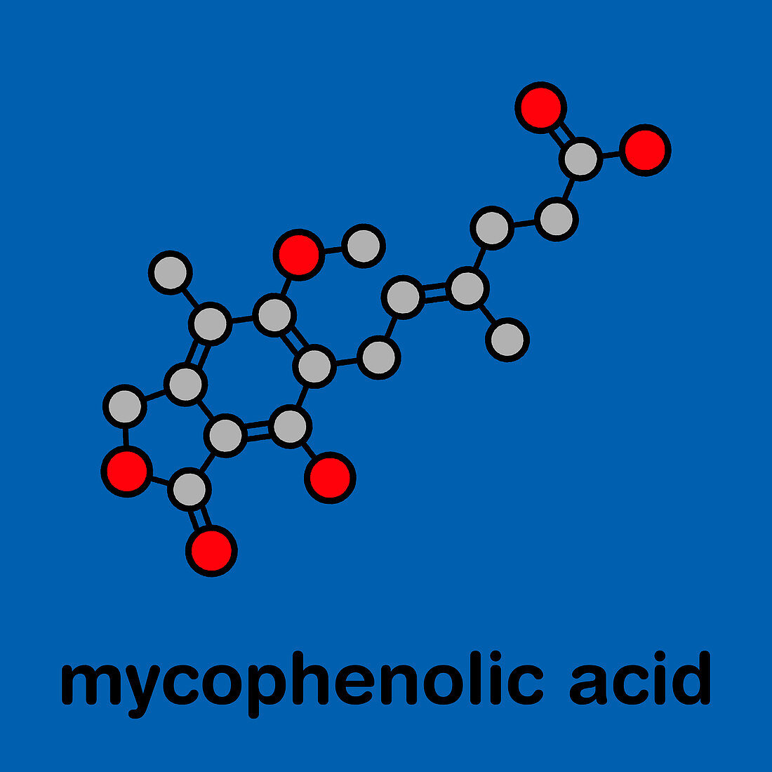 Mycophenolate immunosuppressive drug, molecular model