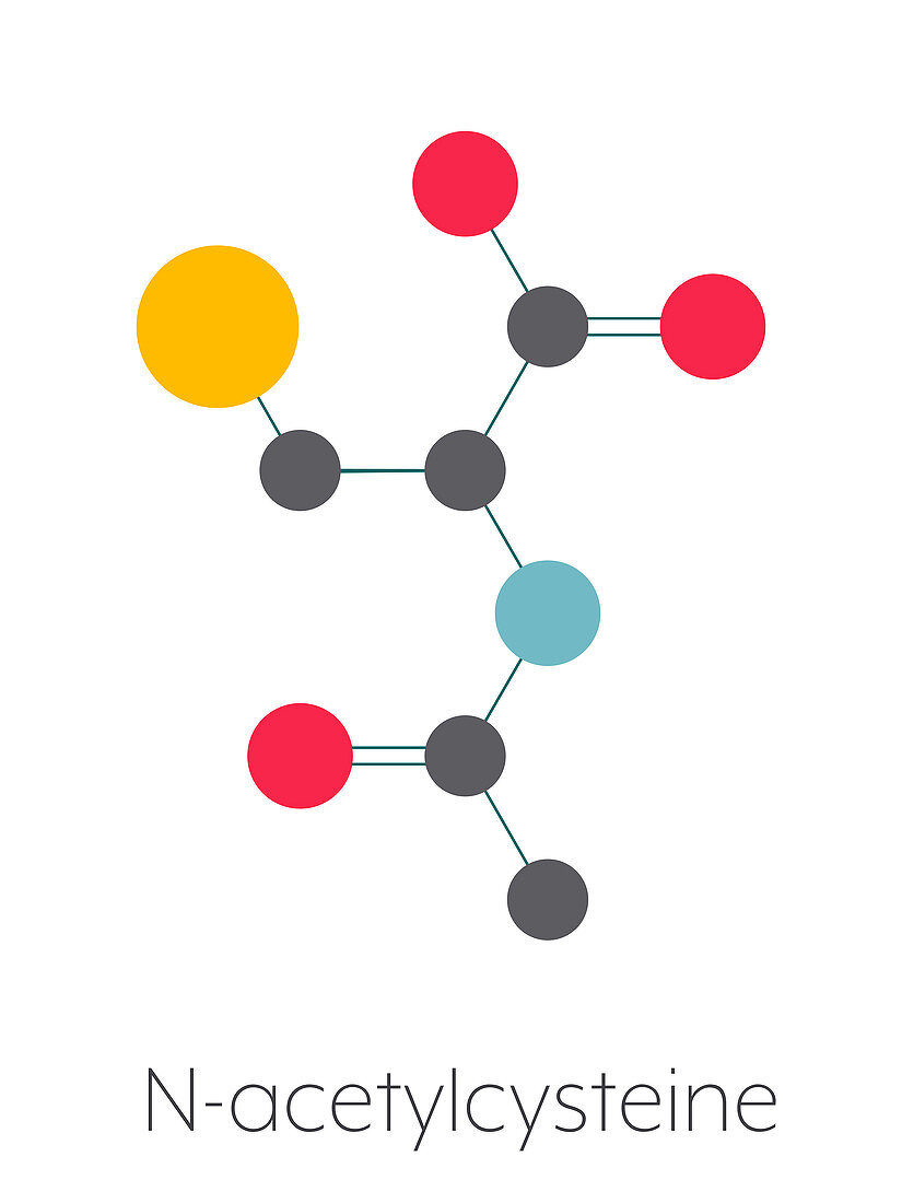 Acetylcysteine mucolytic drug, molecular model