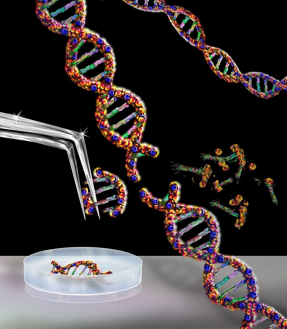Genetic engineering, conceptual illustration
