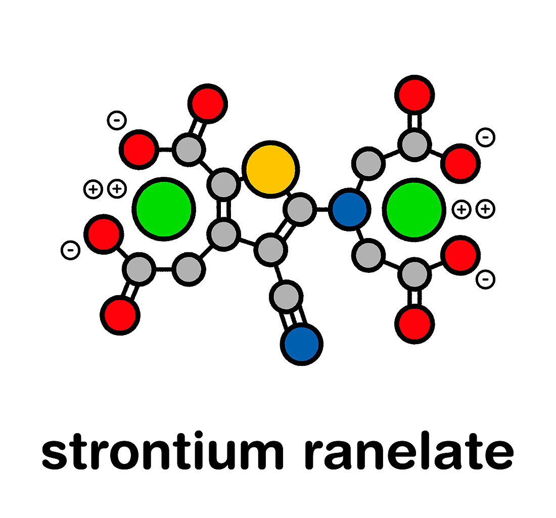 Strontium ranelate osteoporosis drug, molecular model