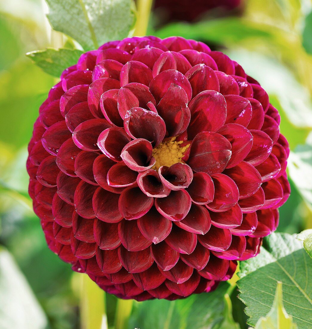 Dahlia 'Marston George' flower