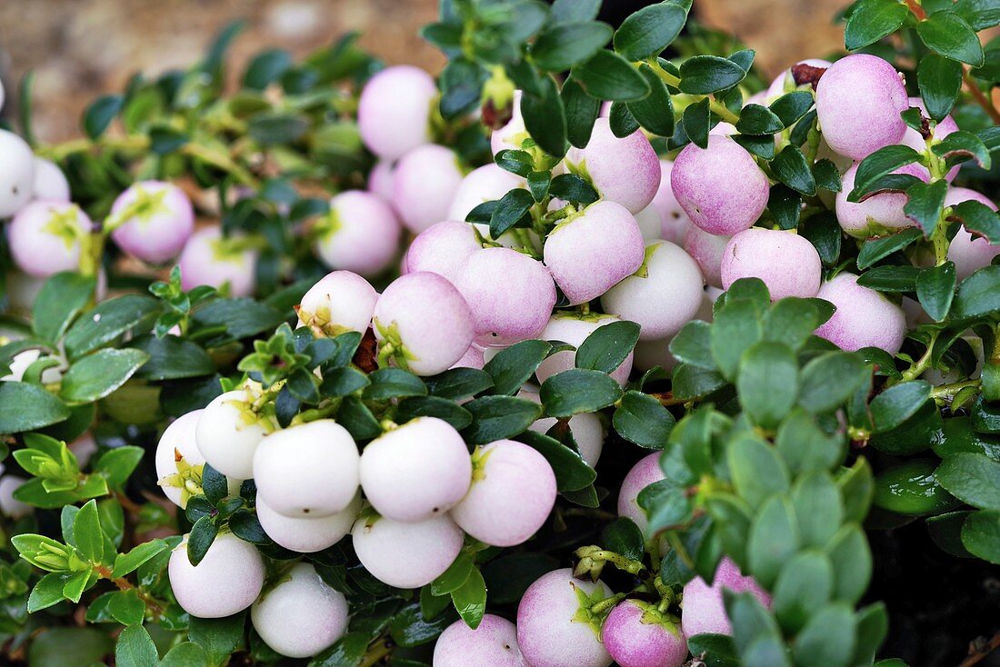 Gaultheria 'Pearls' berries