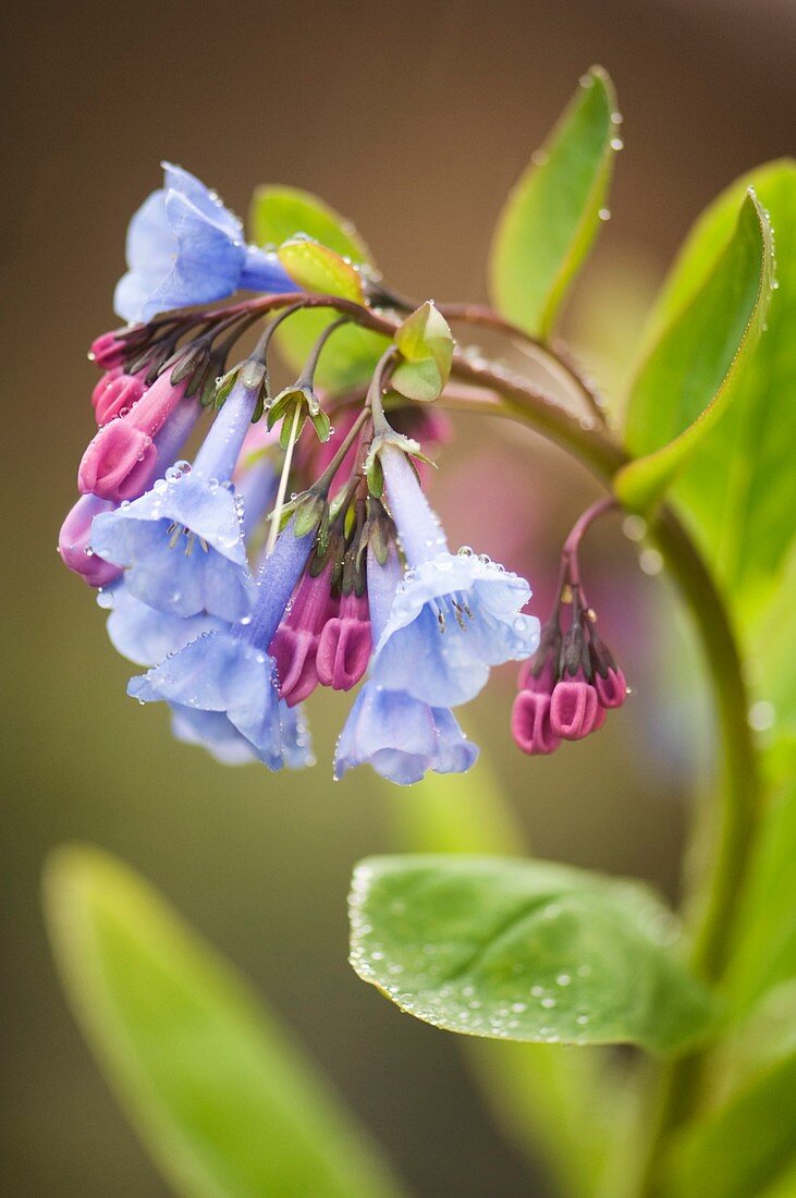 Virginia bluebell (Mertensia virginica) flowers