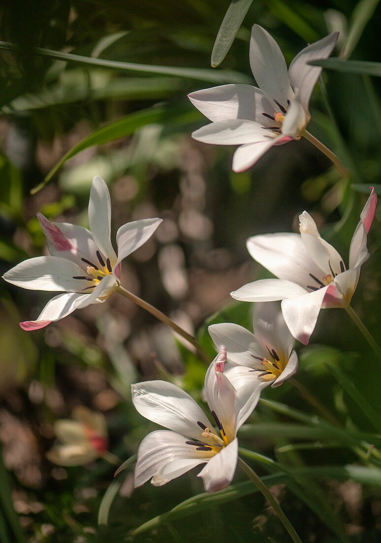 Tulip (Tulipa clusiana 'Lady Jane') flowers