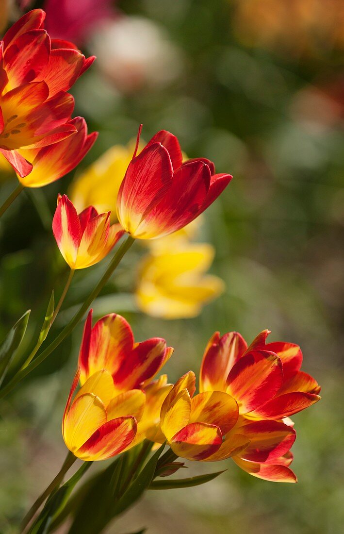 Tulip (Tulipa 'Florette') flowers
