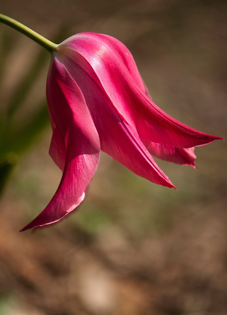 Tulip (Tulipa 'Mariette') flower