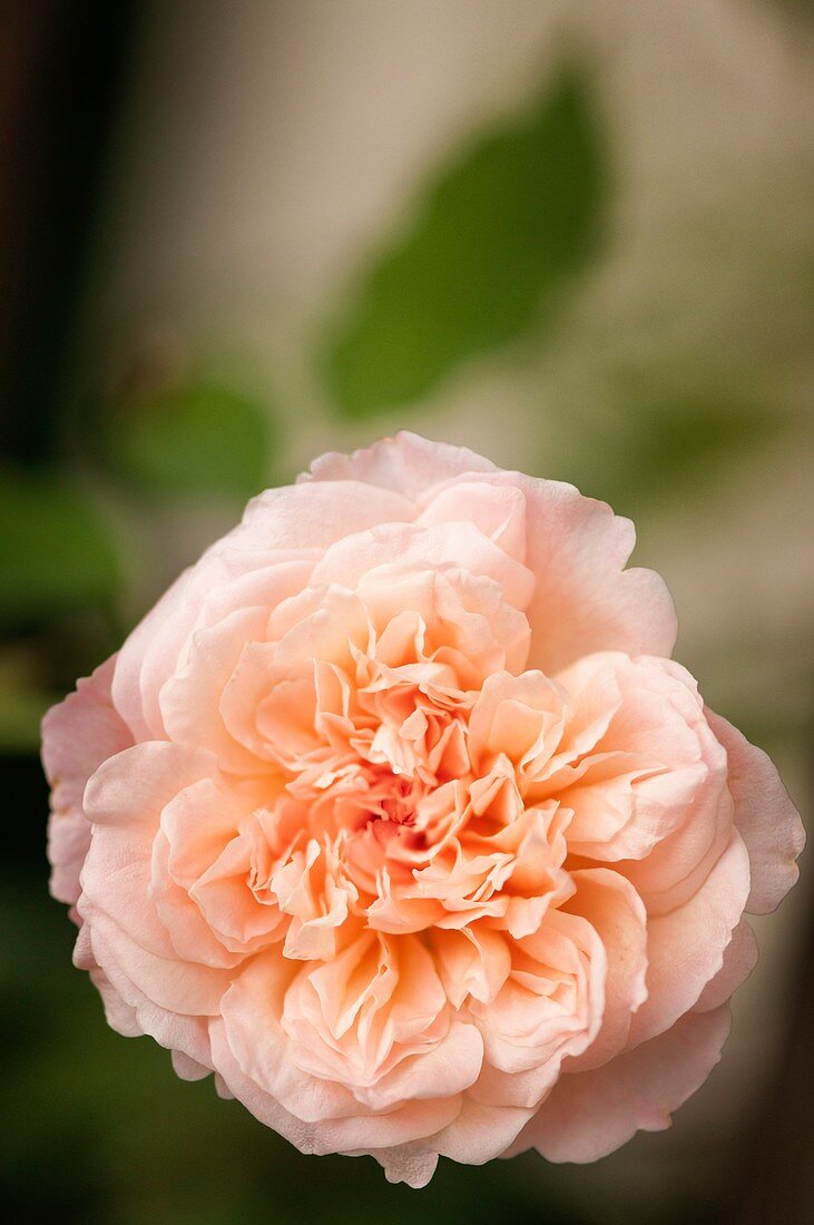 Rose (Rosa 'Duquesa') flower