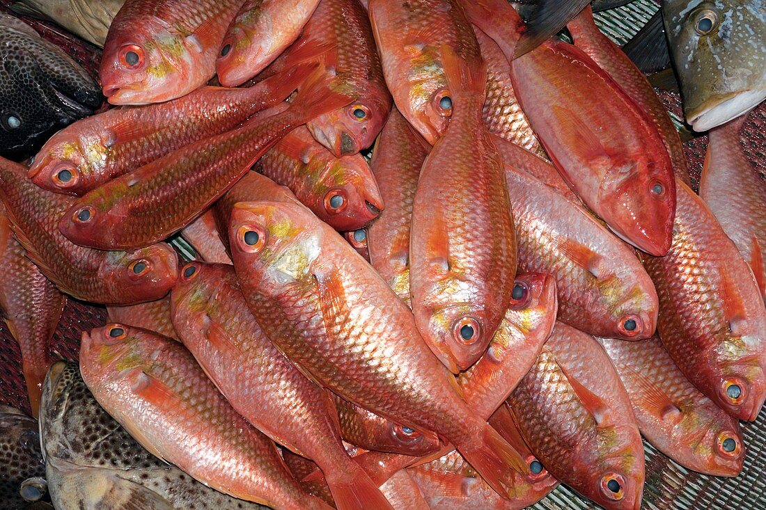 Red snappers in fish market