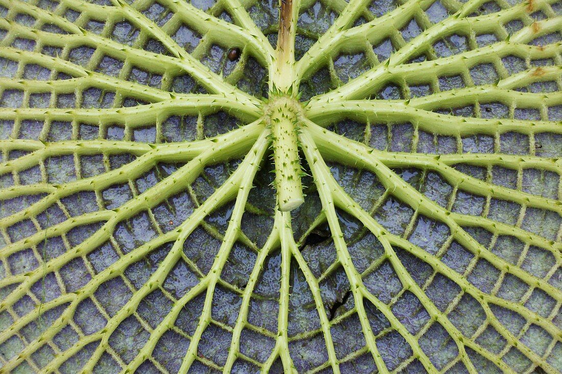 Victoria amazonica leaf underside