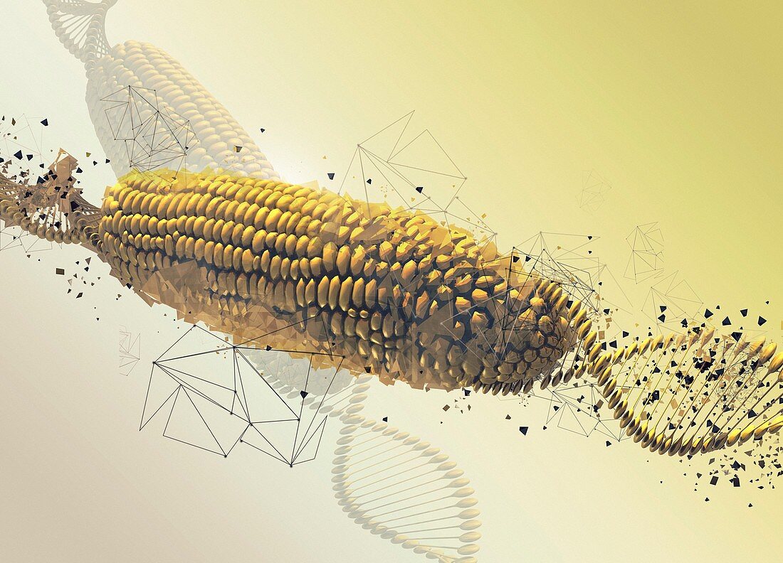 GM corn cob, illustration