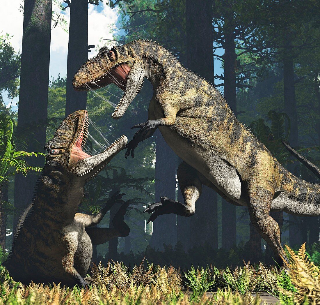 Metriacanthosaurus dinosaurs fighting, illustration