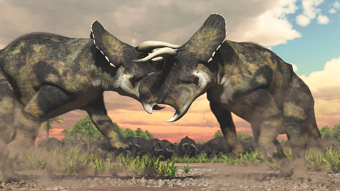 Nasutoceratops dinosaurs fighting, illustration