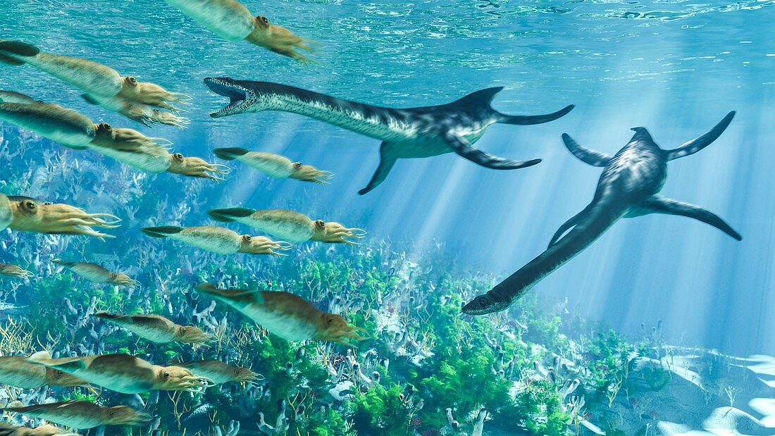 Plesiosaur and Belemnite marine animals, illustration