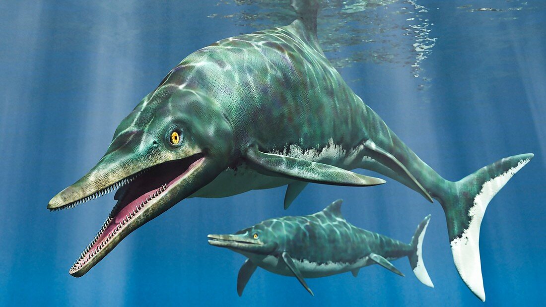 Temnodonosaurus prehistoric marine reptile, illustration