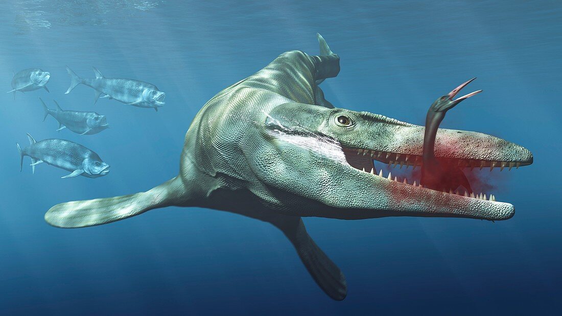 Tylosaurus marine reptile, illustration