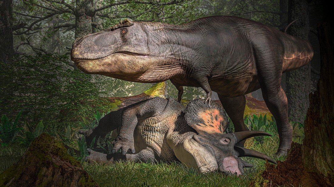 Tyrannosaurus with Triceratops prey, illustration