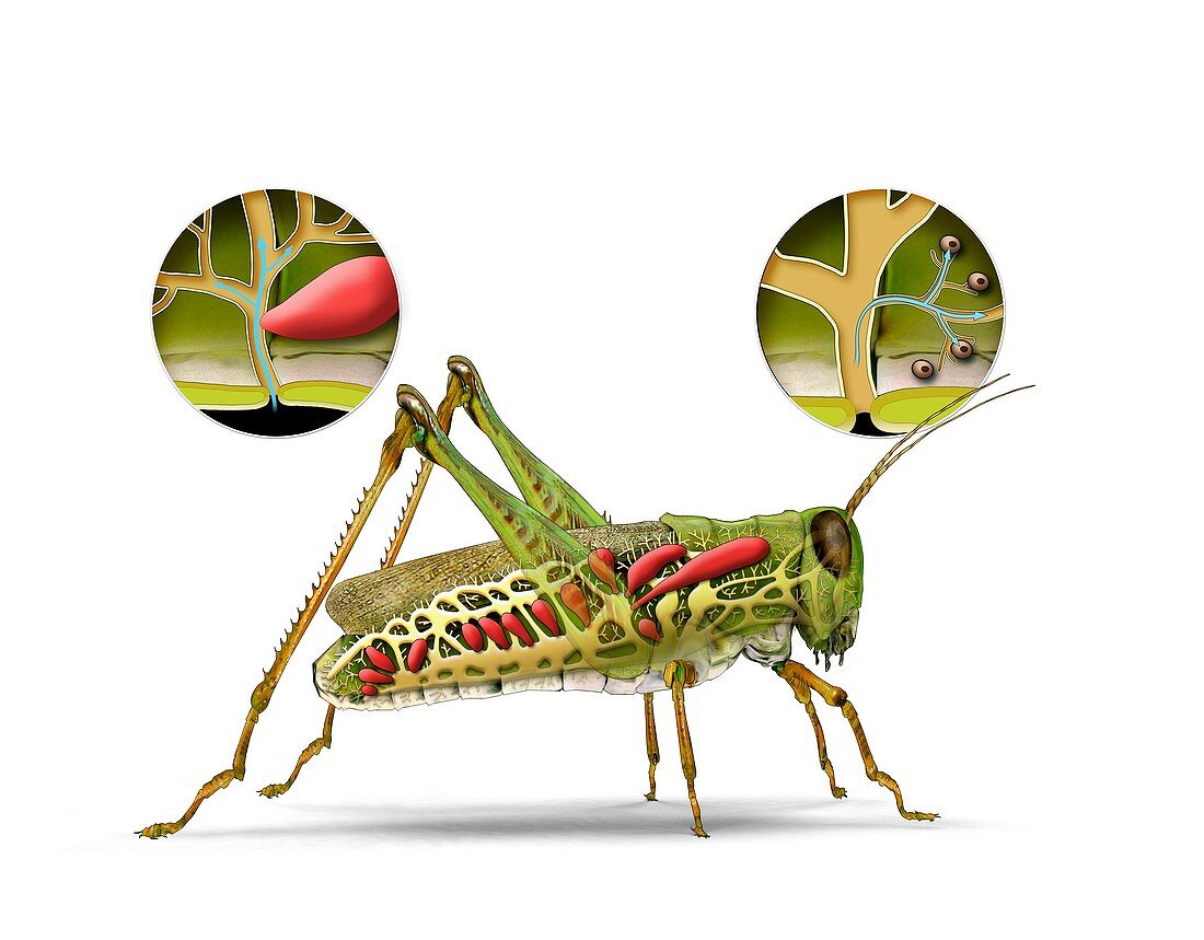 Grasshopper and insect respiratory system, illustration