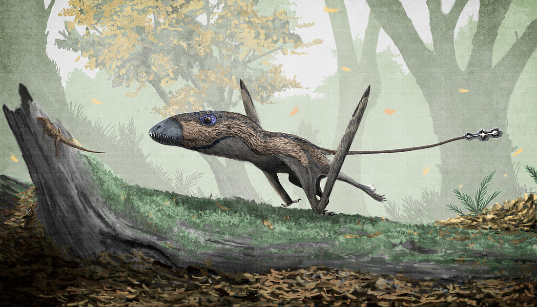 Dimorphodon pterosaur running on the ground, illustration