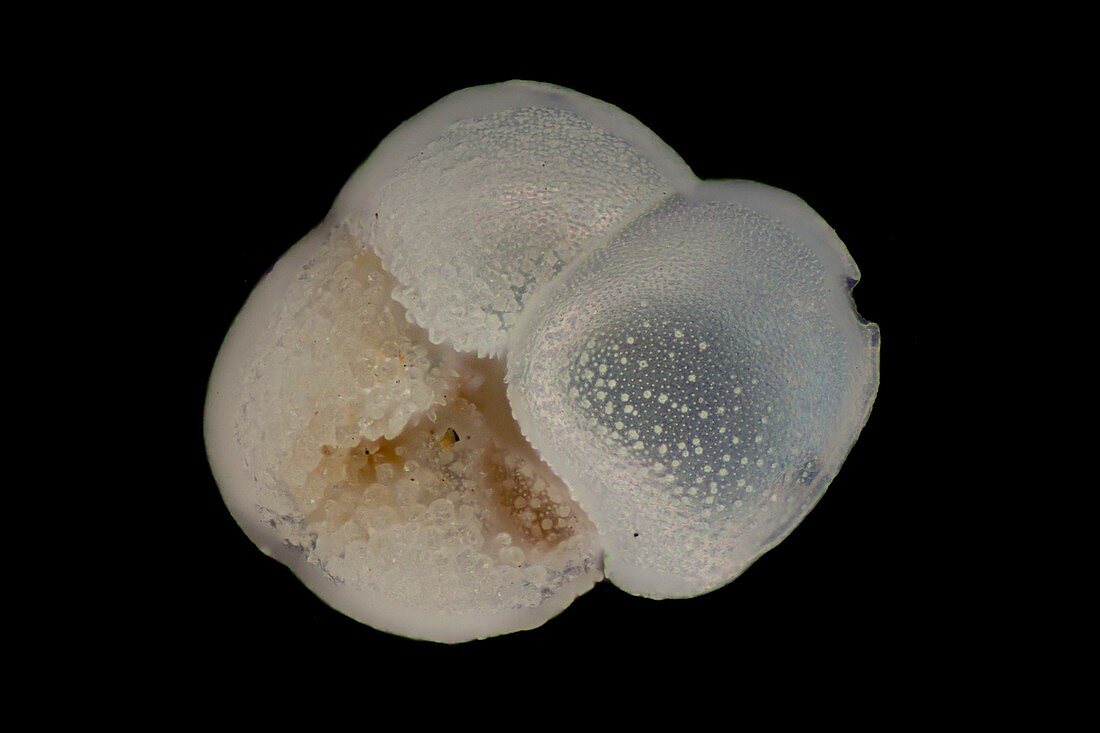 Foraminifera protozoan, light micrograph