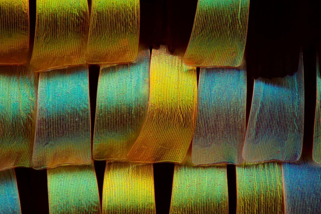Butterfly wing scales, light micrograph