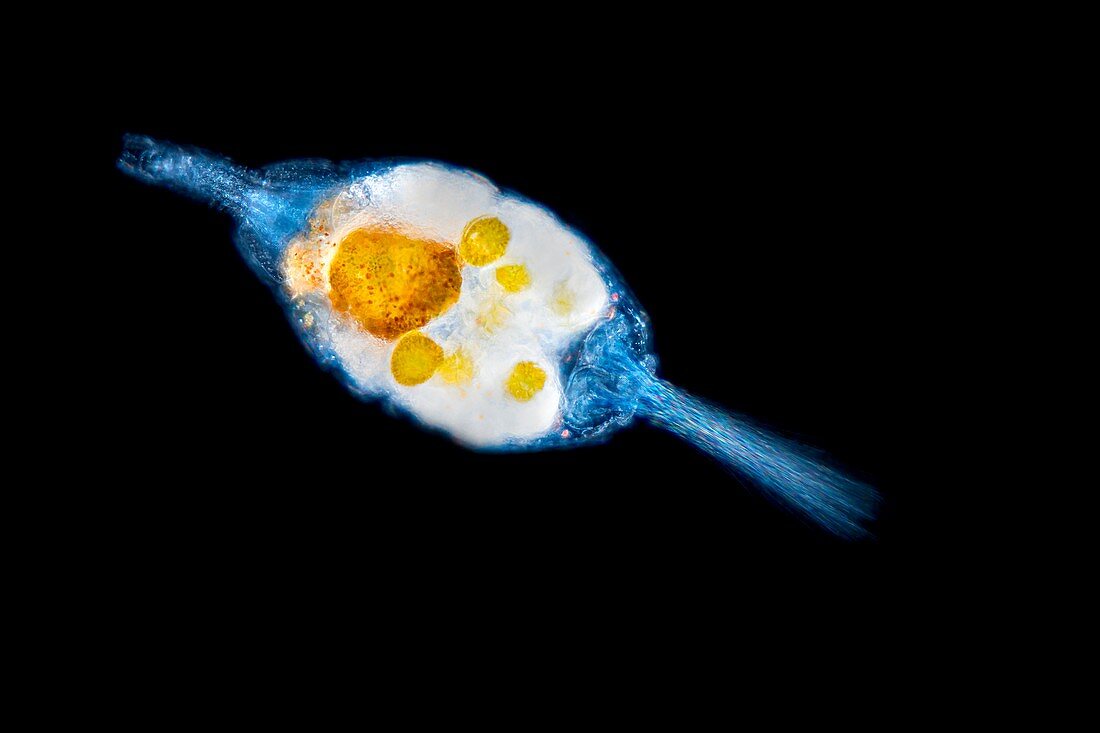 Collotheca rotifer, light micrograph
