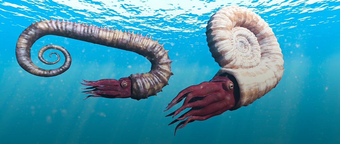 Ammonites swimming, illustration
