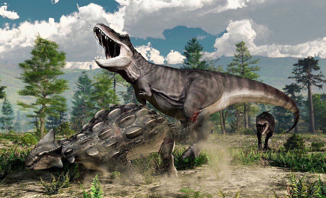 Ankylosaurus and Tyrannosaurus fighting, illustration