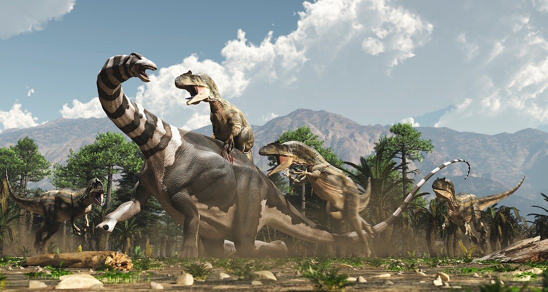 Allosaurus dinosaurs attacking a Brontosaurus, illustration