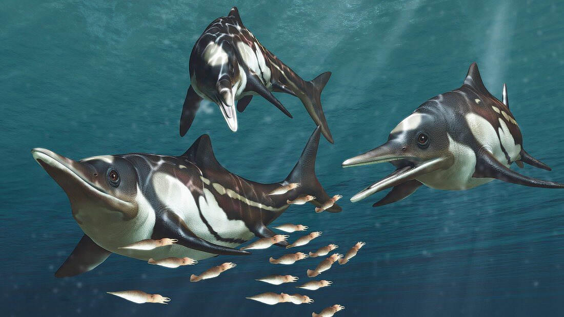 Caypullisaurus prehistoric marine reptile, illustration