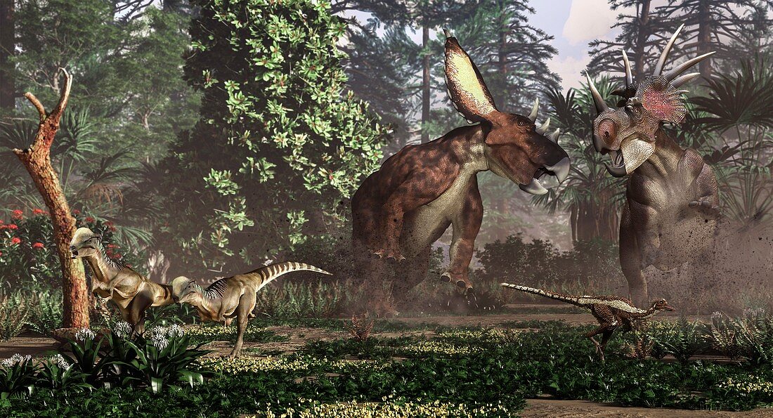 Chasmosaurus and Styracosaurus dinosaurs, illustration