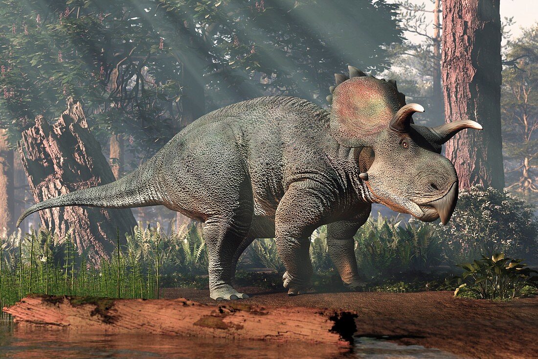 Crittendenceratops dinosaur, illustration
