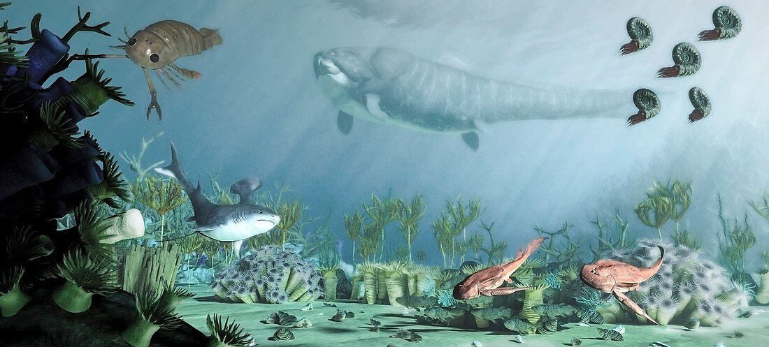 Devonian reef life, illustration