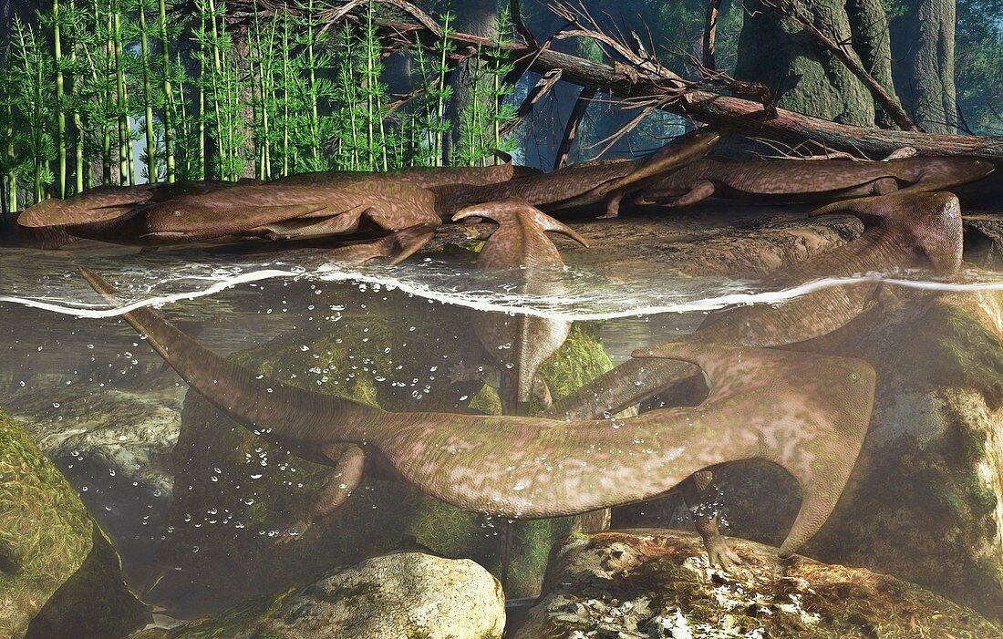 Diplocaulus prehistoric amphibian, illustration