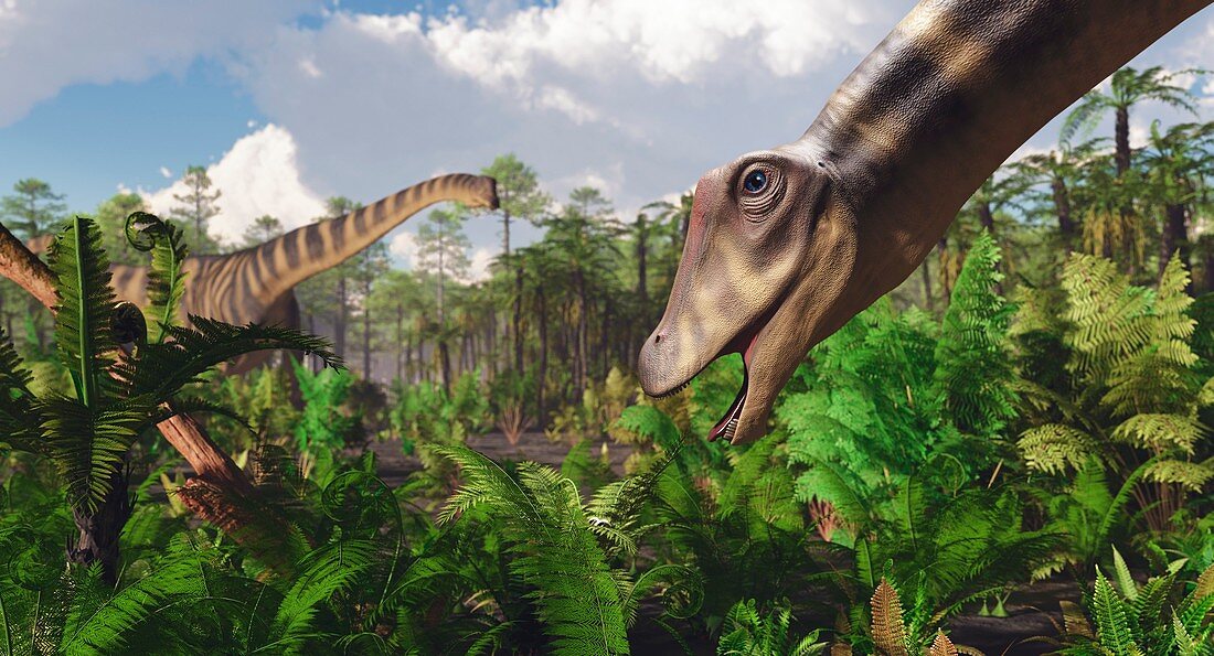 Diplodocus dinosaurs feeding, illustration