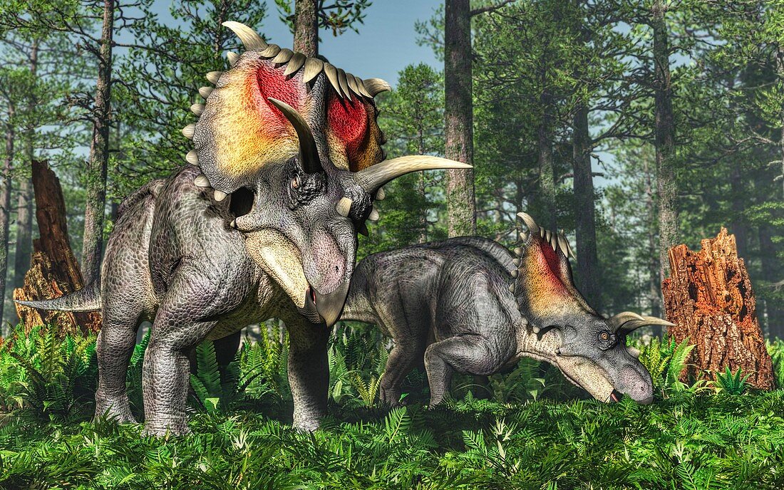 Kosmoceratops dinosaurs feeding, illustration