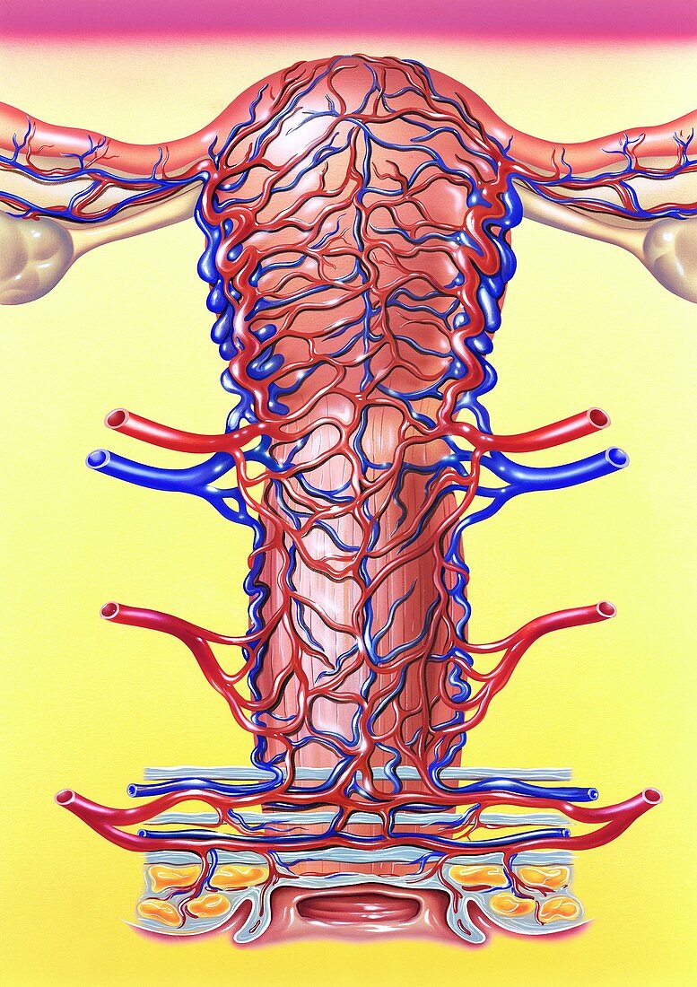 Uterus and vagina blood supply, illustration