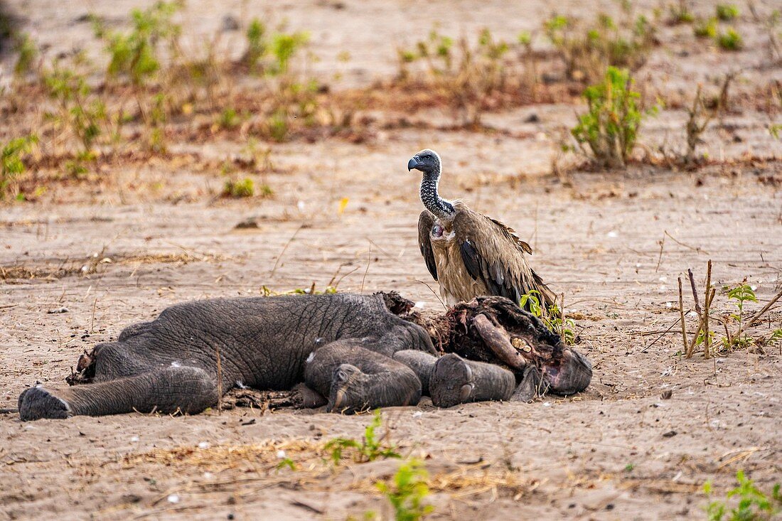 Vultures feeding on dead elephant