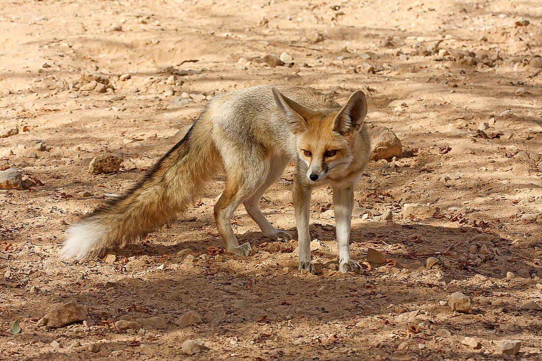 Rueppell's fox