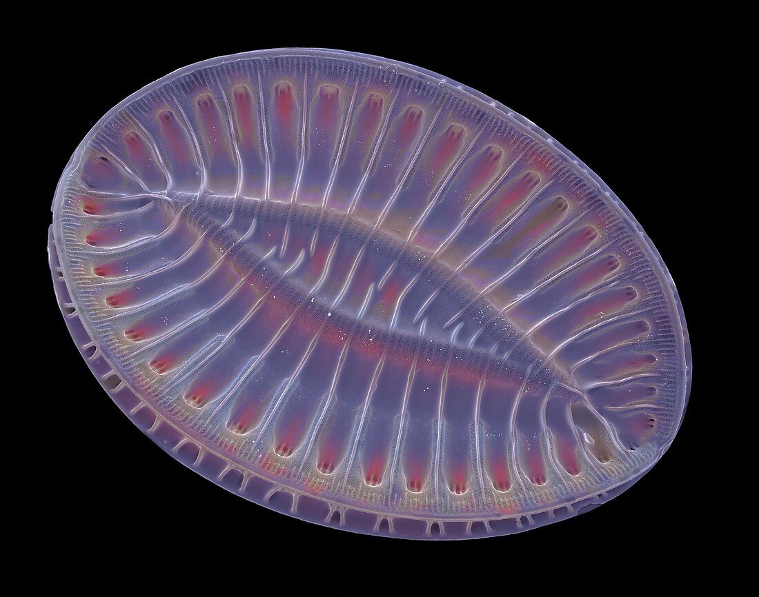 Campylodiscus neofastuosus diatom, SEM