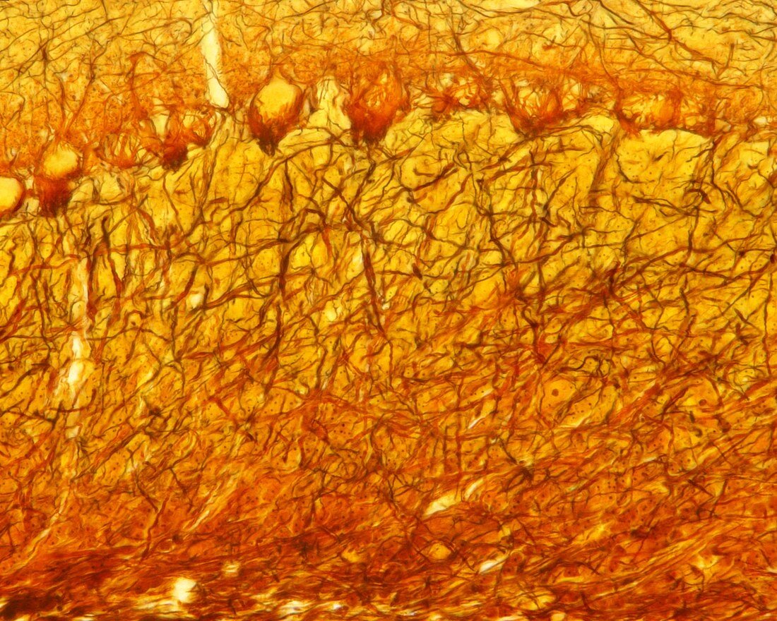 Cerebellar cortex, light micrograph