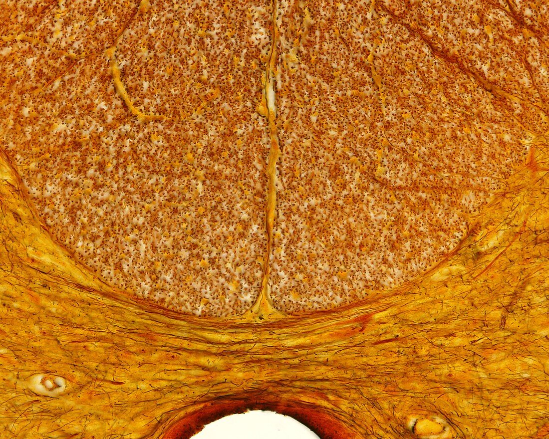 Spinal cord posterior commissure, light micrograph