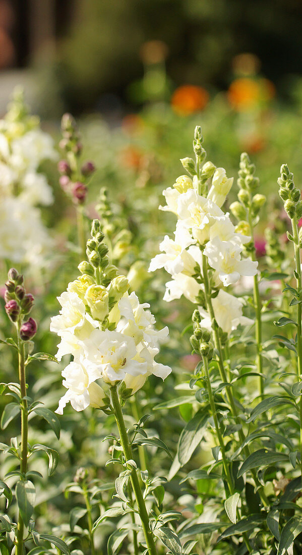 Snapdragons in the bed