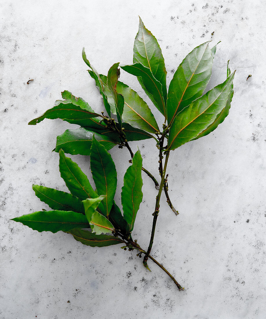 Fresh bay leaves