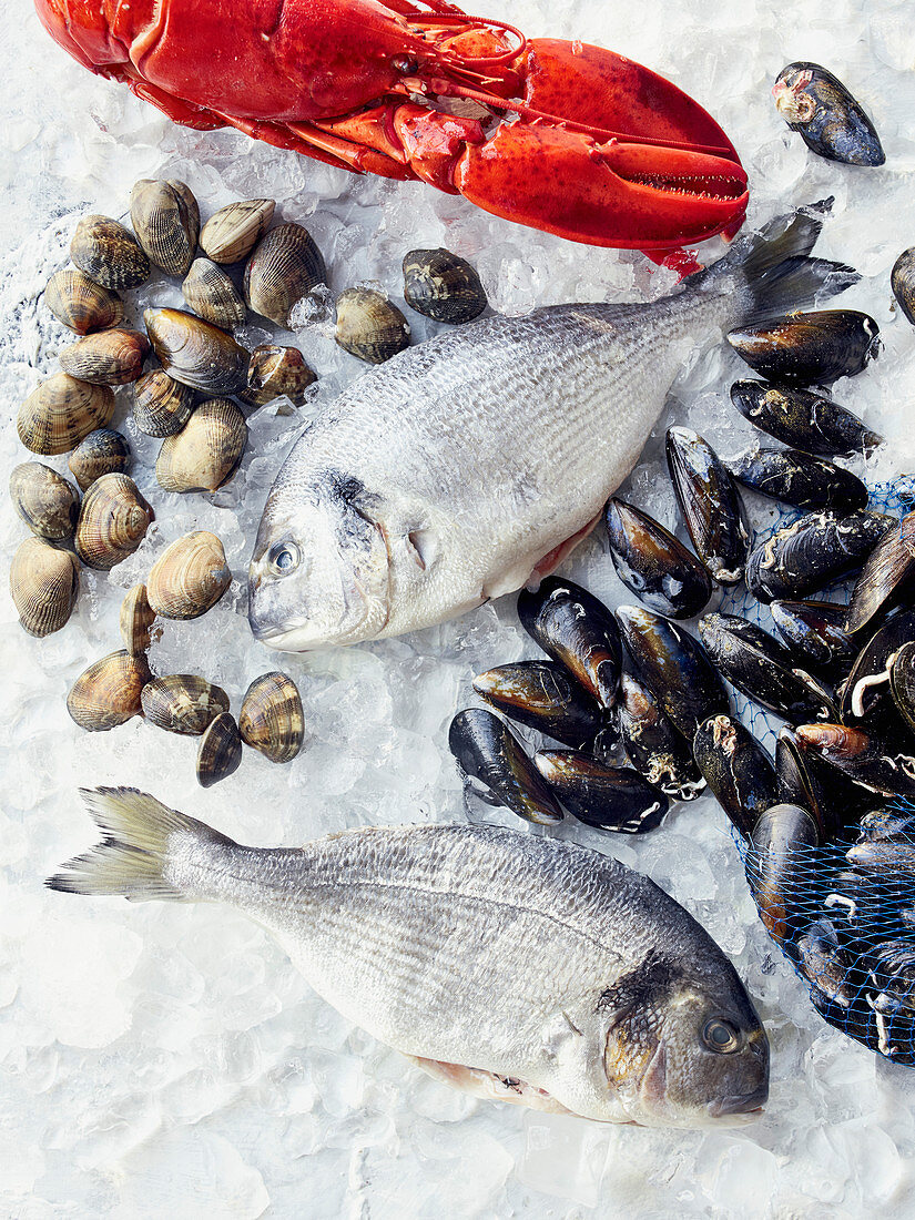 A still life with fish, mussels and lobster on ice