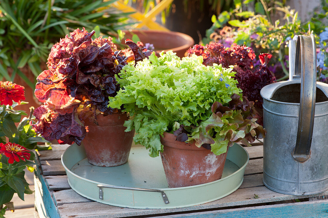 Red and green lettuce in clay pots