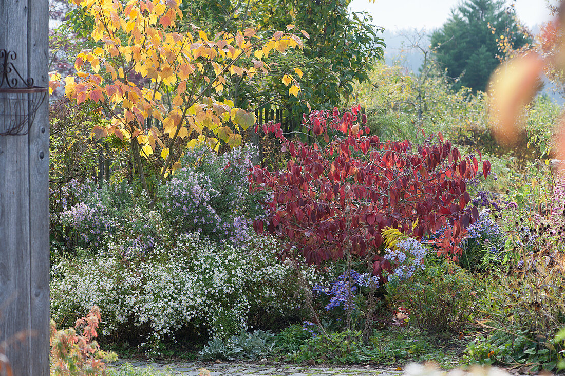 Herbstbeet mit Aster, Schneeball und Ahorn