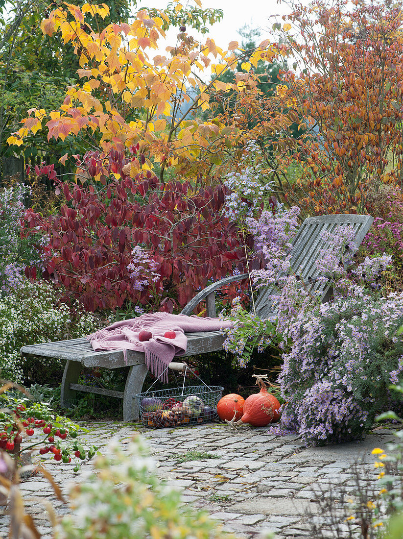 Deck chair at autumn bed with aster 'Calliope', snowball and maple