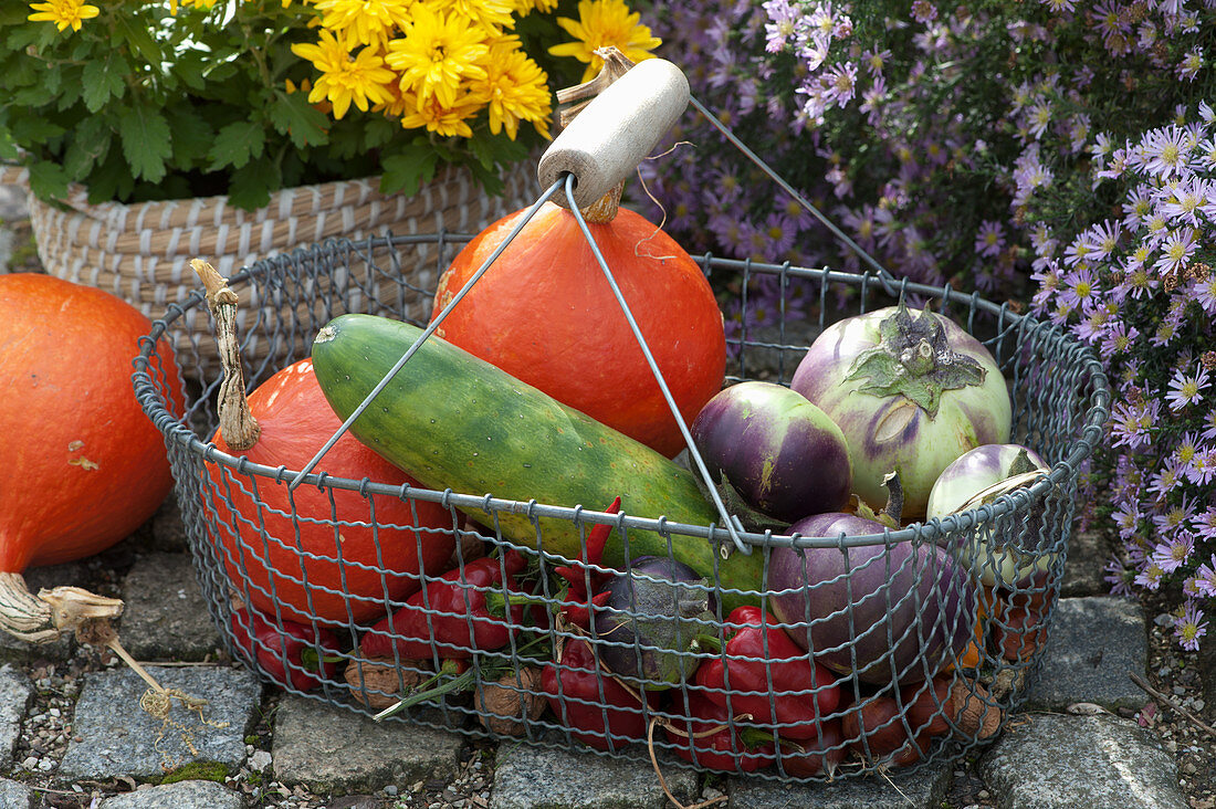 Basket with eggplant, Hokkaido pumpkin, cucumber, bell pepper and walnuts