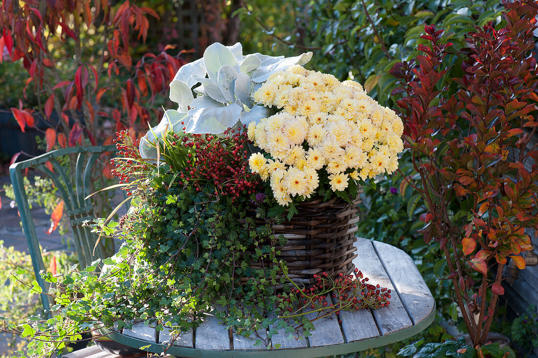 Basket with chrysanthemum 'Rico Apricot', ivy, ragwort 'Angel Wings', sedge and branches with rose hips as decoration